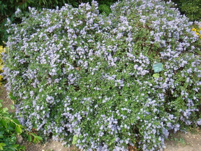 Ceanothus thyrsiflorus 'Repens' P1A